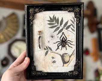 Framed Vintage Spider Print Replica with Real Tarantula Curly Hair leg Molt