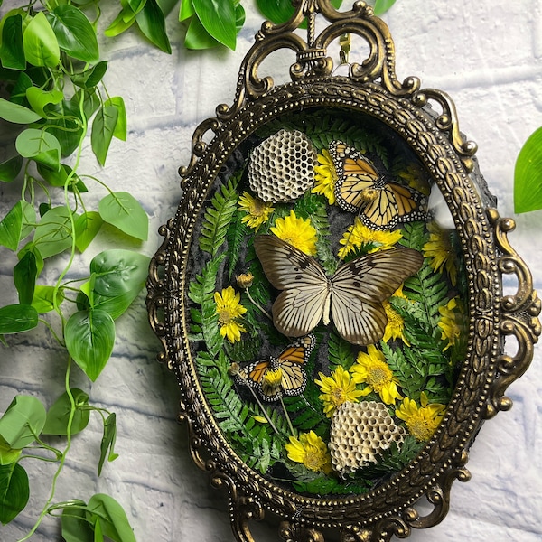 Real Preserved Monarch Butterflies Display in Antique Bubble Glass Frame with Preserved Flowers, Wasp Nest, Ferns and Clear Quartz Points