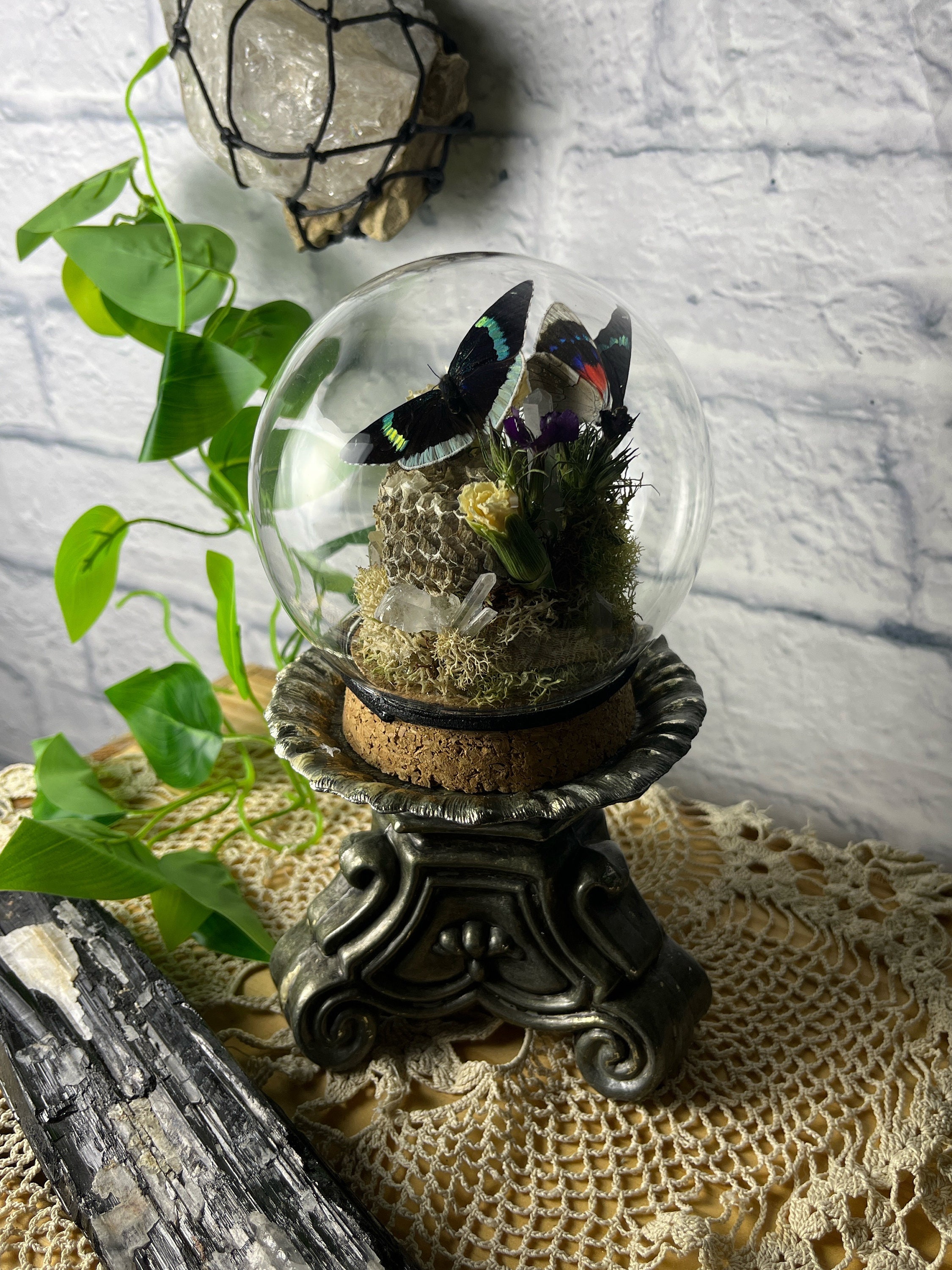 Glass Curiosity Dome Cloche Butterfly perisama Bonplandii MF taxidermy