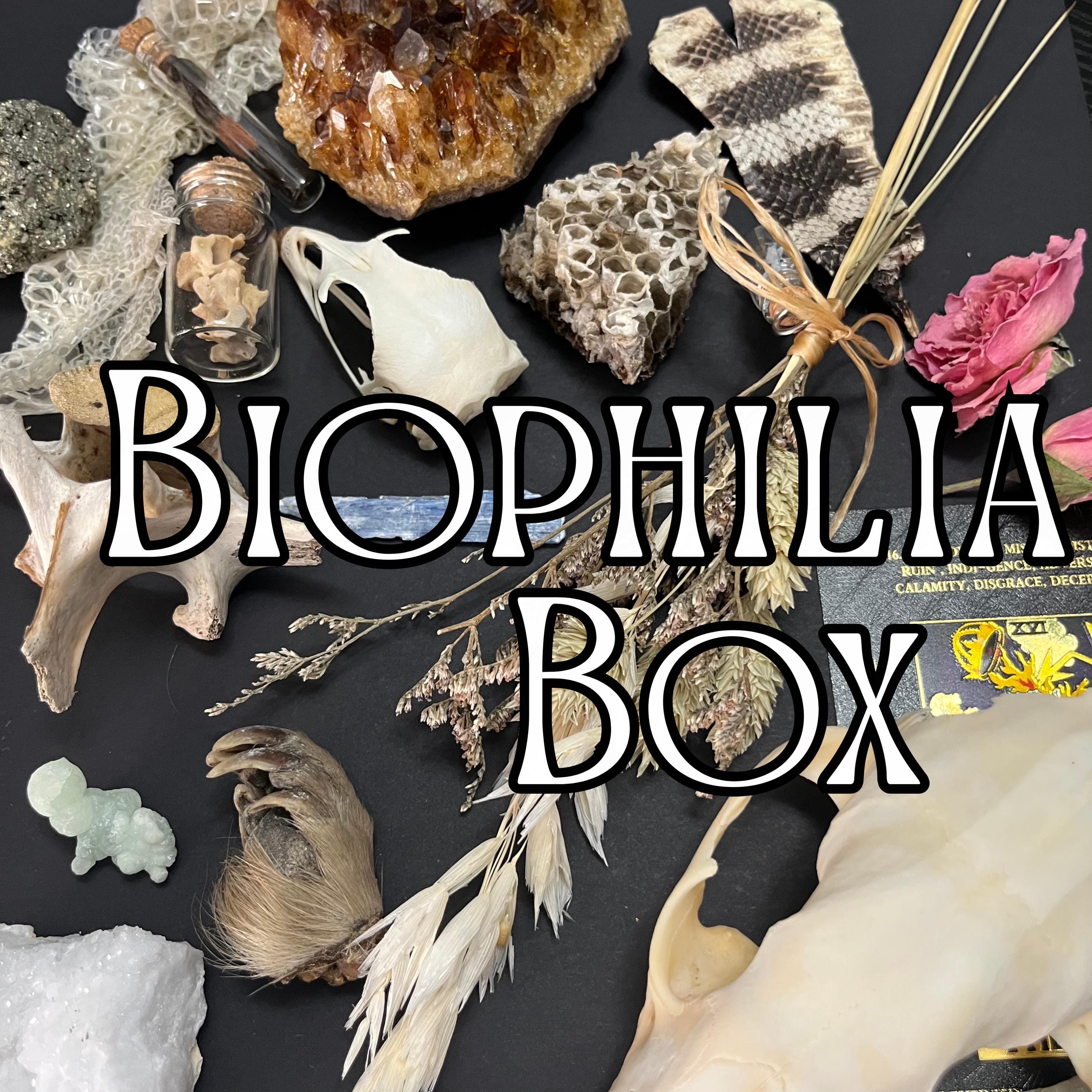 Biophilia Box: Curated Crystals, Bones, and Botanical Collection