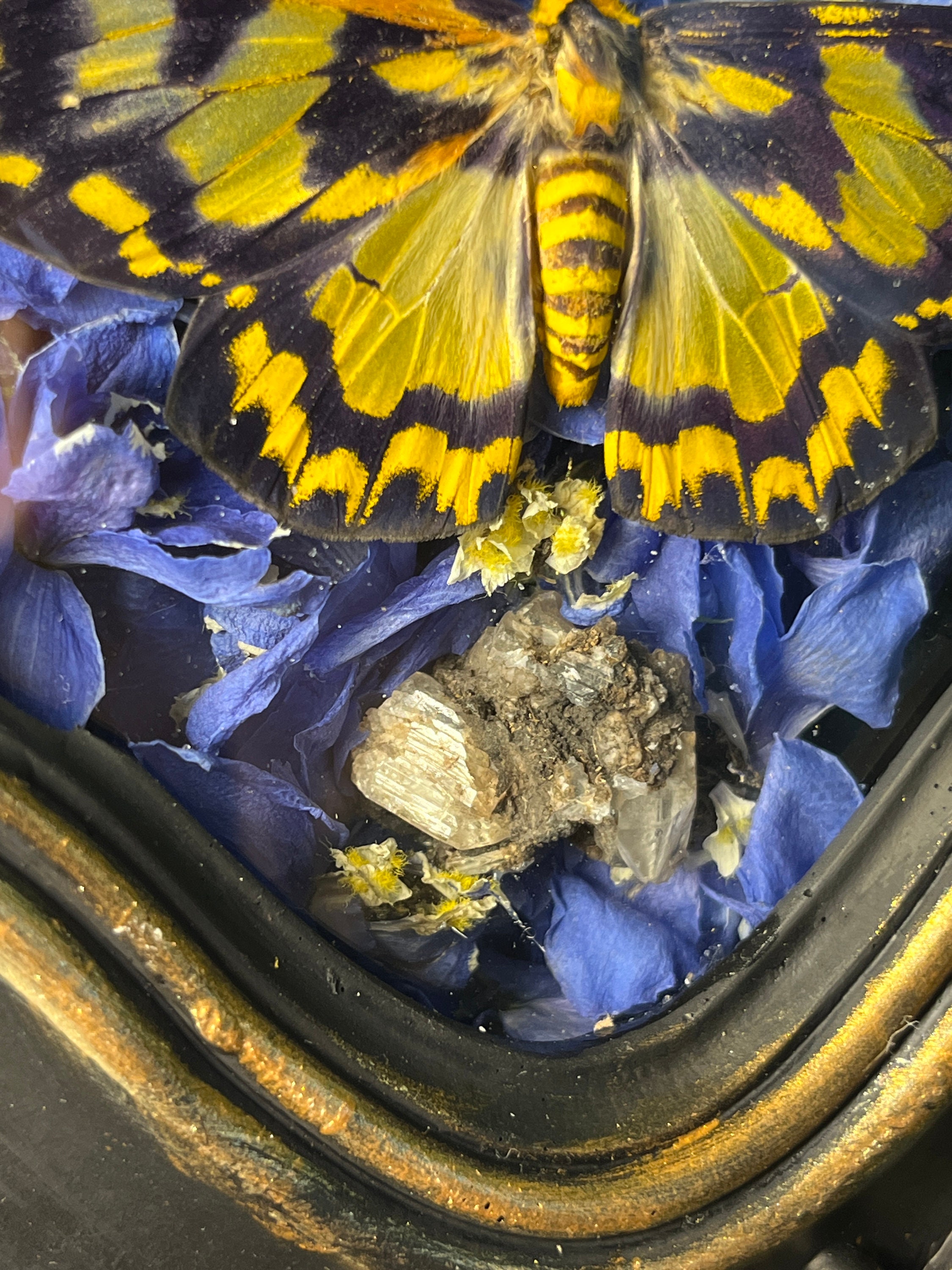 Real Taxidermy Four O'clock Moth dysphania Numana, Ornate Black and