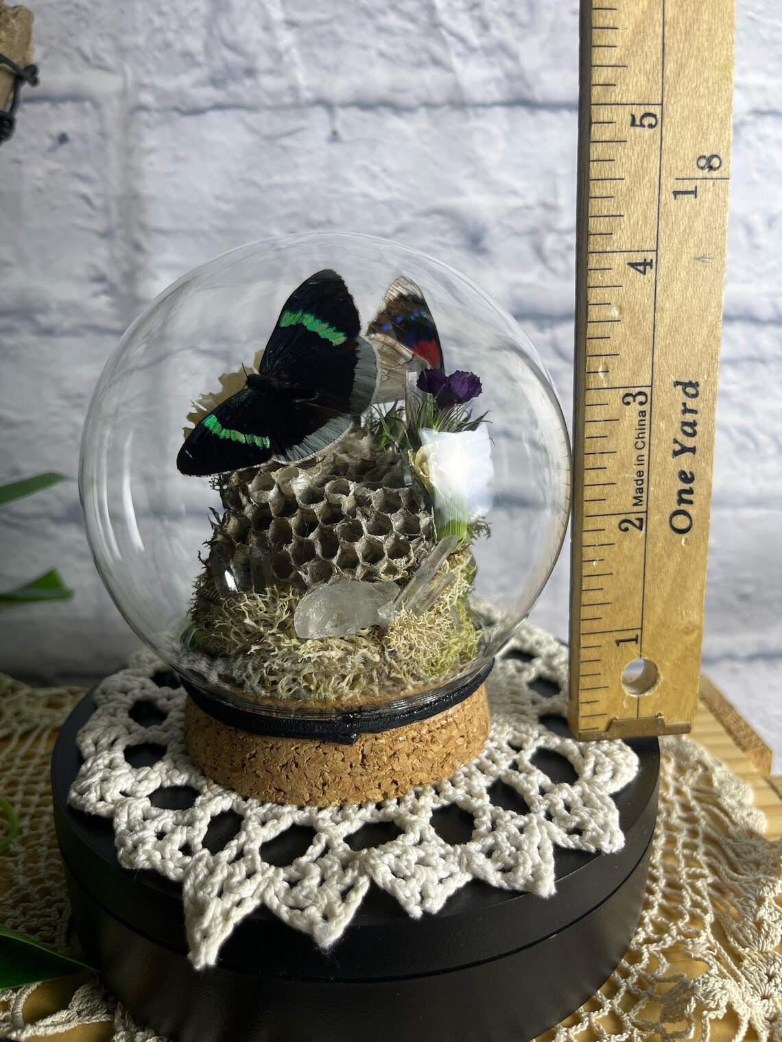 Glass Curiosity Dome Cloche Butterfly perisama Bonplandii MF taxidermy