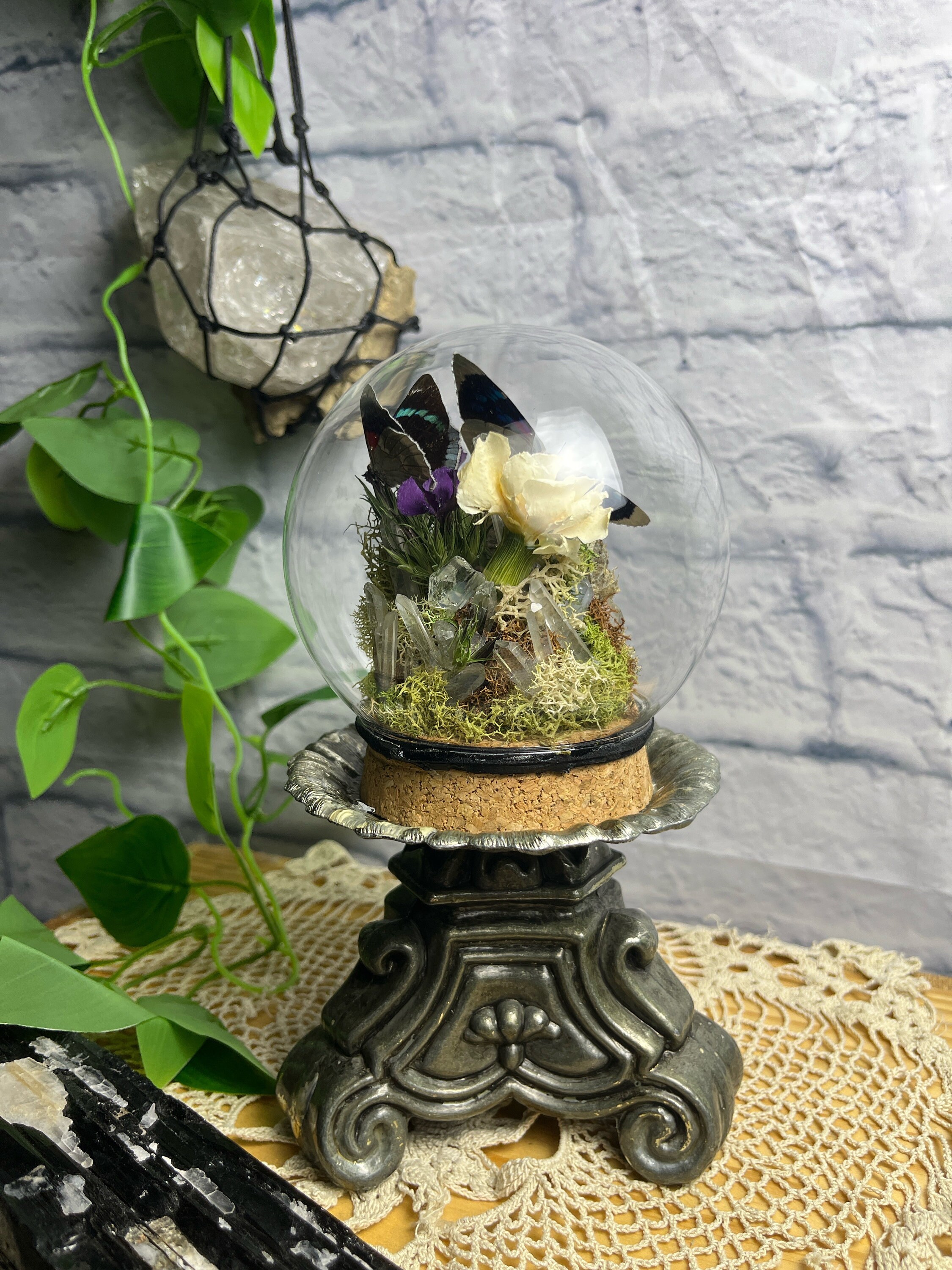 Glass Curiosity Dome Cloche Butterfly perisama Bonplandii MF taxidermy