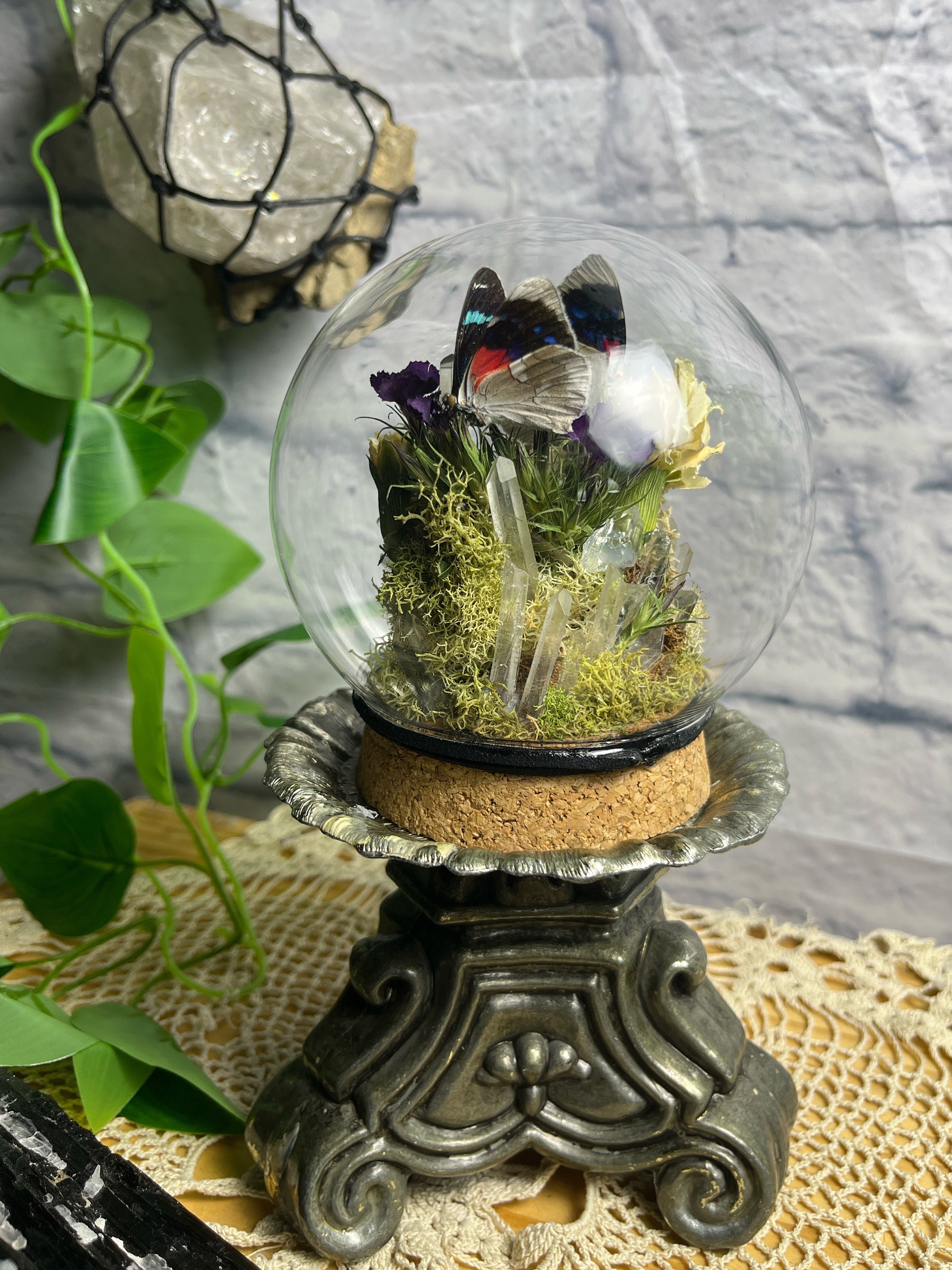 Glass Curiosity Dome Cloche Butterfly perisama Bonplandii MF taxidermy