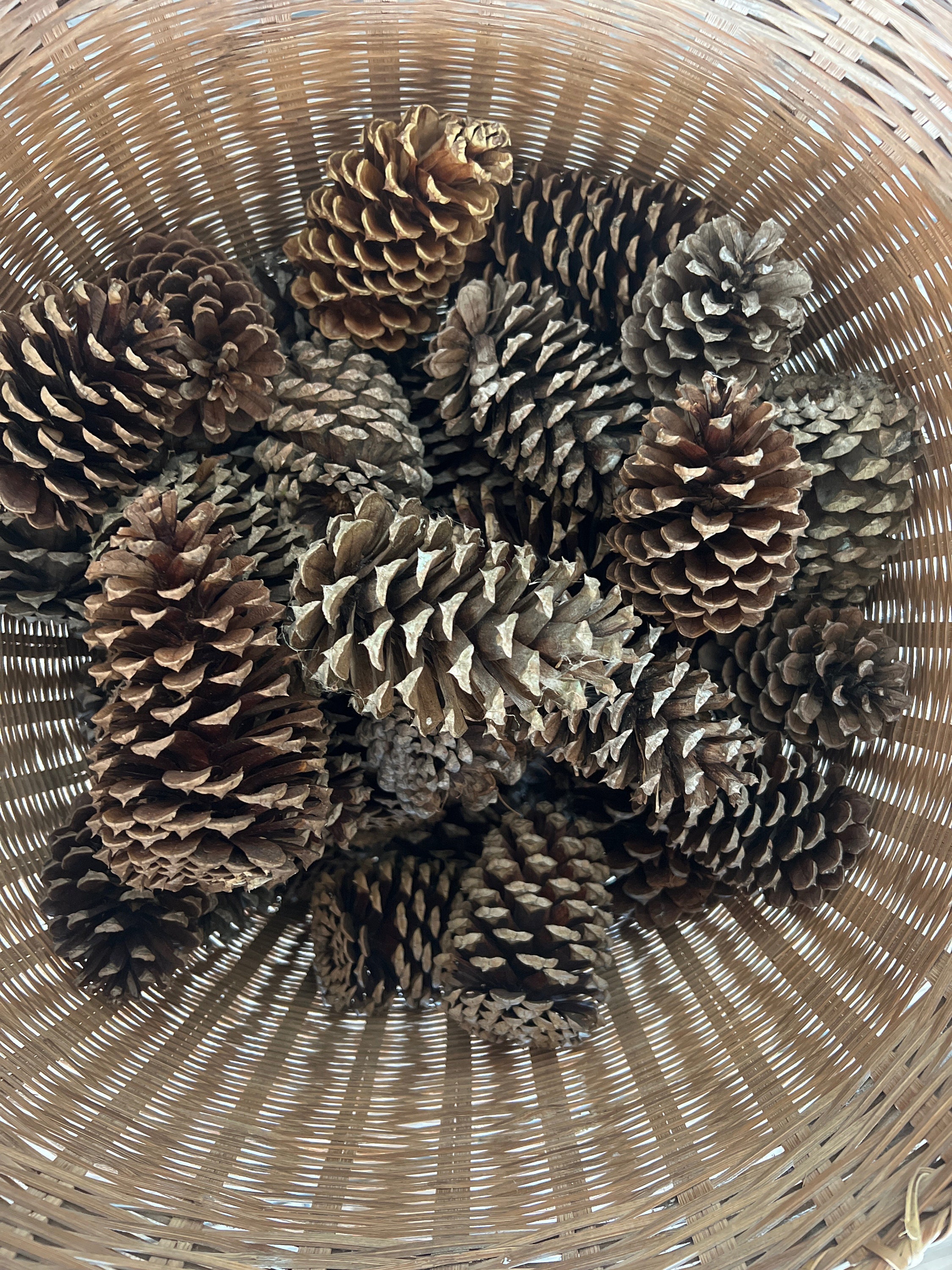 Giant Jumbo Pine Cones, Eco Home Decor, Large Pinecone, Organic Pinecones,  Craft Supplies, Diy Tools, Natural Table Display, Christmas Decor 