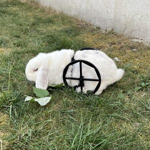 Può includere: Un coniglio bianco dalle orecchie lunghe è posizionato sull'erba verde, dotato di un dispositivo di mobilità in plastica nera con due grandi ruote circolari a raggi fissate al centro del corpo per sostenere la parte posteriore.