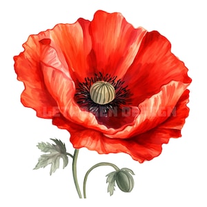 Mohnblumen-Clipart, 10 hochwertige PNGs, botanische Kunst, Mohnblumen-Aquarell, wunderschöne Blumen, Kartengestaltung, Journaling, digitales Papierhandwerk