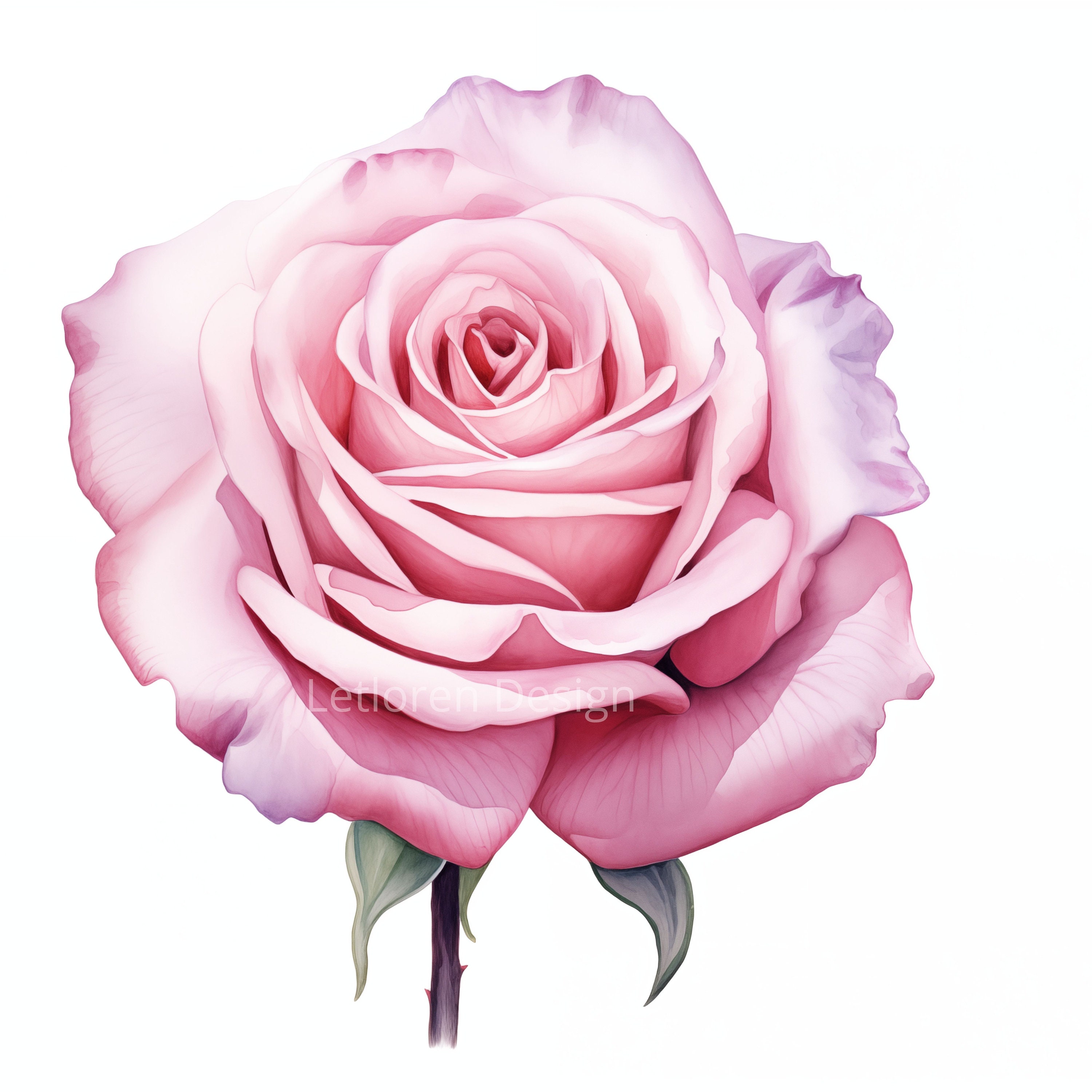 ガーデンローズ　イギリス　絵 刺繍で楽しむイギリス王立植物園の花たち: キューガーデンの植物画から