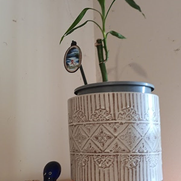 Lucky bamboo in Grecian urn