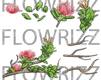 Lehua Flower set - Lehua Branch set - Lehua Flower/Branch Clip art - svg, eps, pdf, png, jpg