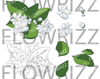 Pikake Flower Bunch set - Pikake Flower Bunch Clip art - svg, eps, pdf, png, jpg