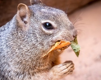 Squirrels: Coasters, Set of 4 or more,  High quality, original photography, South West, Wildlife, Ground Squirrel, Chipmunk