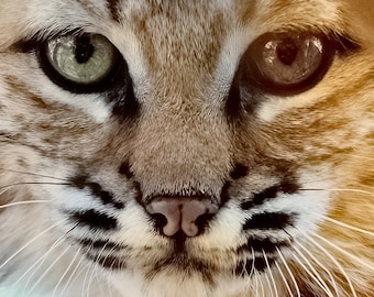 Bobby the Bobcat *Digital*: High quality original photography, South West, Wildlife, Instant Download, 8 digital images