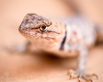 We love Lizards! *Digital*: High quality original photography, South West, Wildlife, Instant Download, 16 images