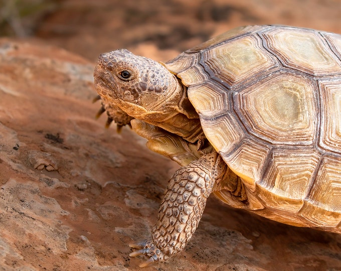 Tortoise *Digital*: High quality, original photography, South West, Wildlife, Desert Tortoise, 12 images, Instant Download