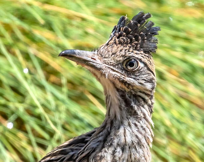 Roadrunner *Digital*: High quality, original photography, South West, Wildlife, Greater Roadrunner, 12 images, Instant Download