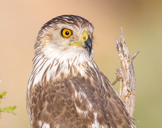 Raptors *Digital*:  Bald Eagle, Cooper's Hawk, Osprey, California Condor, 12 images, Original Photos, South West, Instant Download