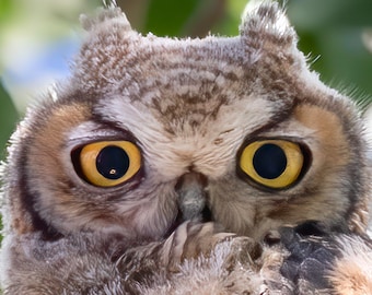 Hoo's Eyes Are They? Owls: Coasters, Set of 4 or more, original photography, South West, Wildlife