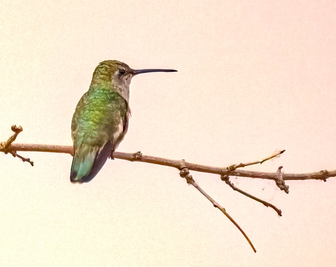 Hummingbirds, Coasters, Set of 4 or more,  High quality original photography, Wildlife, South West