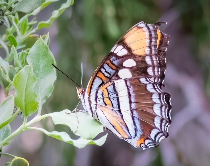 Butterfly *Digital*: Original photography, South West, Wildlife, Arizona Sister, Swallowtail, Hummingbird Moth, 16 images, Instant Download