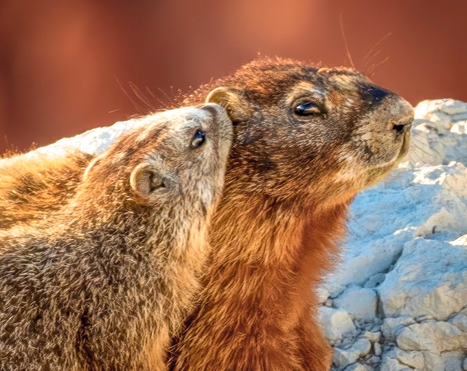 Marmot Family *Digital*: High quality, original photography, South West, Wildlife, Cedar Breaks National Park, 8 images, Instant Download