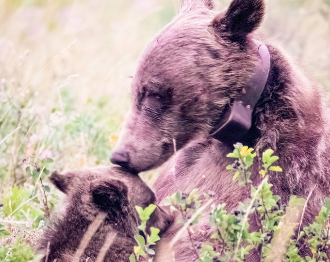 Bear, Horns & Misc. Animals: Coasters, Set of 4 or more,  High quality, original photography, Wildlife