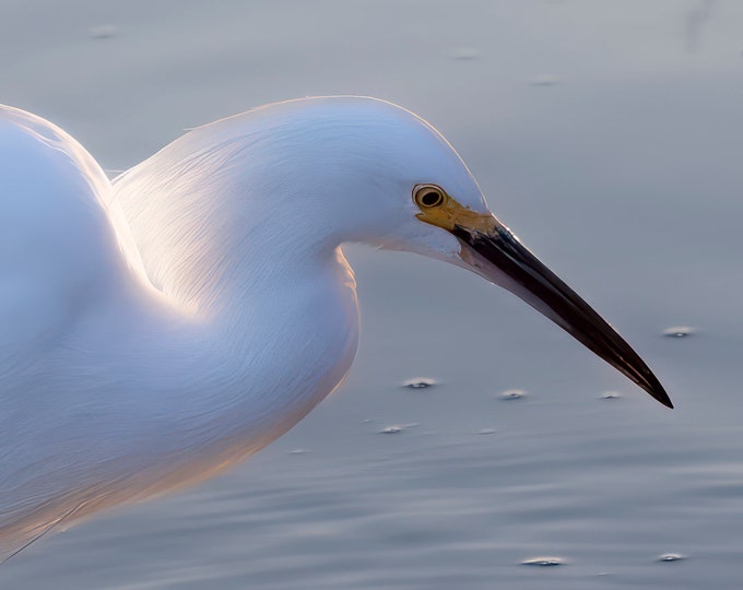 Water Birds *Digital*: High quality, original photography, South West, Wildlife, Egret, Pelican, Heron, coot, 12 images, Instant Download