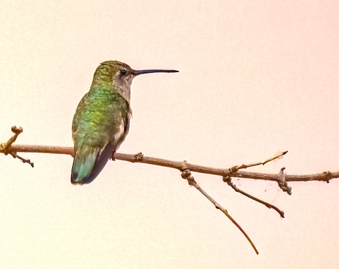 Hummingbirds *Digital*: High quality original photography, Wildlife, South West, 12 images, Instant Download