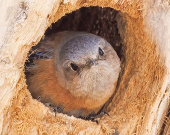 Bluebird that brings Happiness *Digital*: High quality original photography, South West, Wildlife, 4 images, Instant Download