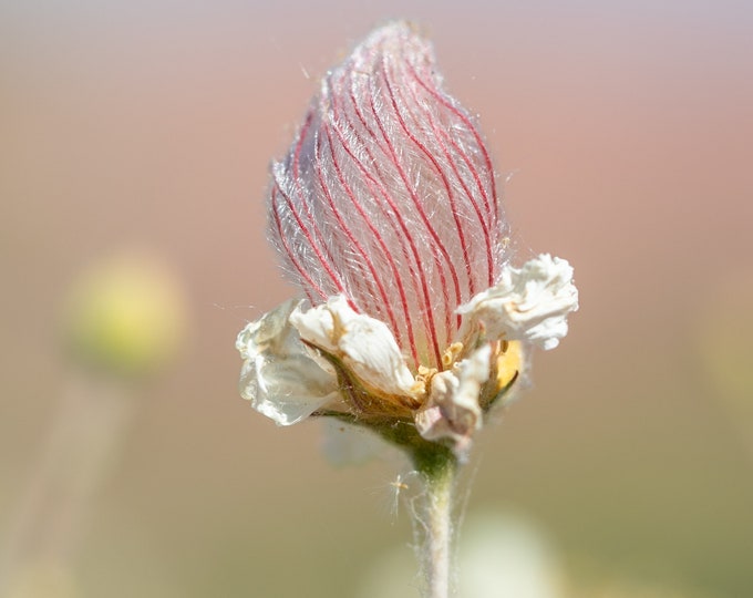 Desert Plants *Digital*: Original photography, South West, Variety of plants, 24 images, Instant Download