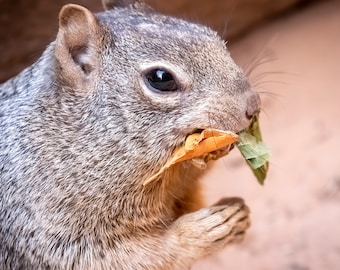 Squirrels *Digital*: High quality, original photography, South West, Wildlife, Ground Squirrel, Chipmunk, 8 images, Instant Download