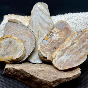 Prairie Agate Slab Pack - 5 mixed slabs from various South Dakota Prairie Agates! Beautiful wavy banding, colors, and patterns!