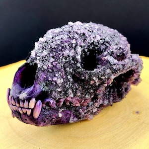 Ethically Sourced Authentic Real Crystalized Raccoon Skull Natural Bone