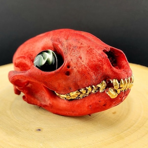 Ethically Sourced Authentic Real Raccoon Skull Natural Bone With Handblown Glass Eyeball and Gold Teeth