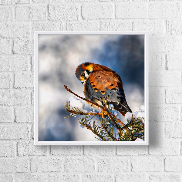 American Kestrel Photo Print | Boulder Colorado Winter | Snow | Metal Acrylic Canvas Picture | Wildlife Collection | Birding | Fine Art