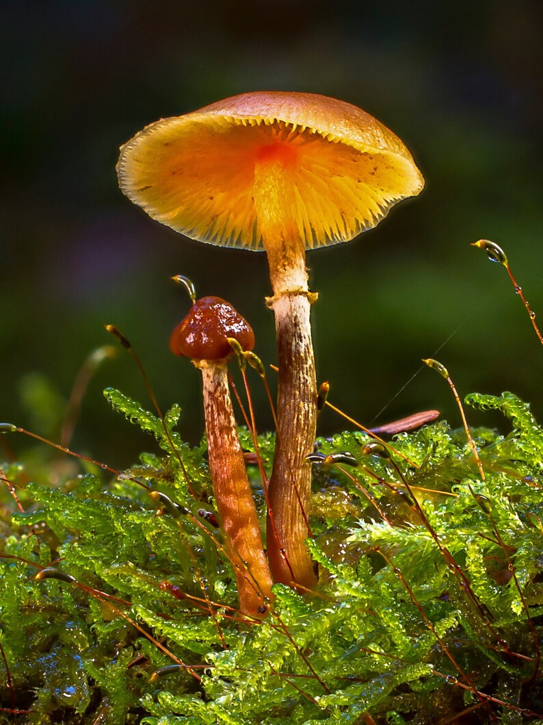 Moss Wall Art Digital Natureinspired Elegance, Botanical Decor