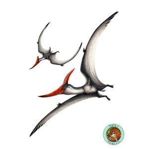 May include: A black and white illustration of two pterosaurs in flight. The pterosaur in the foreground has a long, red beak and is flying with its wings spread wide. The pterosaur in the background is smaller and has a shorter beak. The illustration is signed "Falco Pencils".