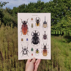 Poster di coleotteri - A4 e A3, natura, illustrazione, vintage, vecchio, gabinetto delle curiosità, scarabei, entomologia