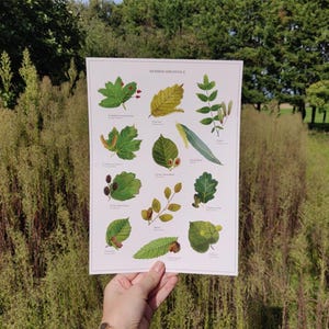 Poster erbario arboreo - A4 e A3 - Foglie, albero, natura