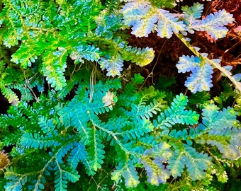 Selaginella uncinata - Peacock Moss - Cuttings Beginner Terrarium Plant Rare Tropical Plant Peacock Selaginella