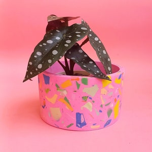 May include: A pink terrazzo planter with a variety of colorful chips holds a plant with dark green leaves and white spots. The planter is cylindrical and sits against a solid pink background. A decorative item for home decor.