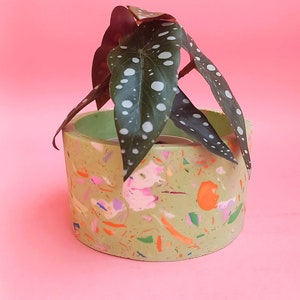 May include: A green terrazzo planter with a white and green spotted plant. The planter has a speckled pattern with orange, pink, green, and blue accents.