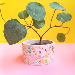 May include: A small green plant with round leaves in a white terrazzo planter with pink, blue, yellow, and green flecks.