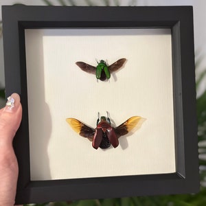 May include: A framed display of two preserved beetles. The top beetle is green with black markings and the bottom beetle is red with yellow markings.