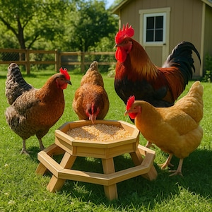 May include: Four chickens, including a rooster, gather around a wooden hexagonal bird feeder with a raised platform. The feeder is filled with yellow corn kernels. The chickens are brown, black, and white.
