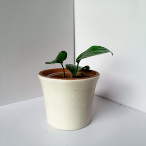 May include: A small green plant with two leaves growing in a white ceramic pot with a brown rim.