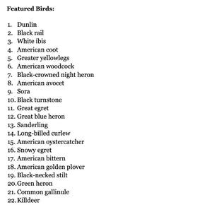 Puede incluir: Una lista de 22 especies de aves, incluyendo correlimos, rasc&oacute;n negro, ibis blanco y focha americana, se presenta en una fuente simple y clara. El t&iacute;tulo "Featured Birds" est&aacute; en la parte superior. El texto es negro sobre fondo blanco.