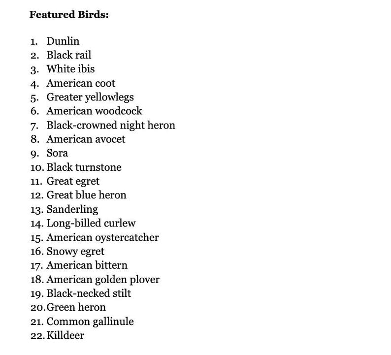 Puede incluir: Una lista de 22 especies de aves, incluyendo correlimos, rasc&oacute;n negro, ibis blanco y focha americana, se presenta en una fuente simple y clara. El t&iacute;tulo "Featured Birds" est&aacute; en la parte superior. El texto es negro sobre fondo blanco.