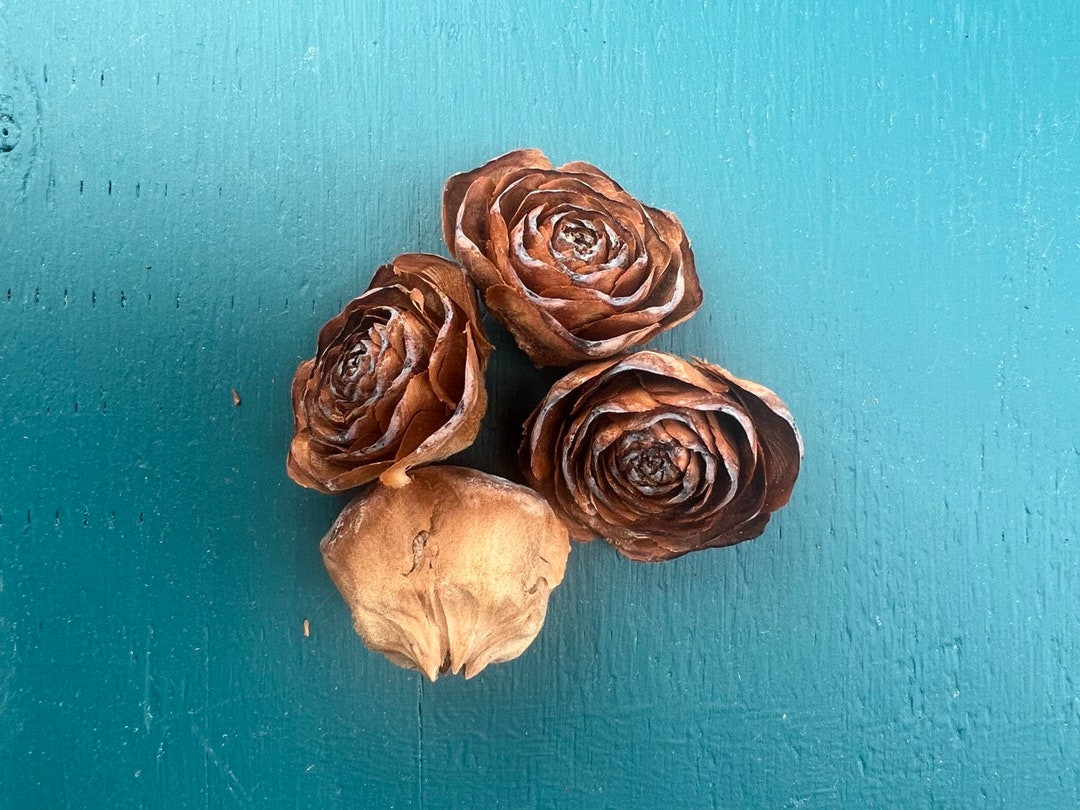 SMALL Cedar Rose Cones, Rosette Pine Cones, Rose Pinecones, Deodara