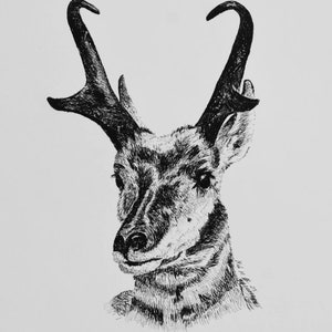 Pronghorn Antelope Drawing Print